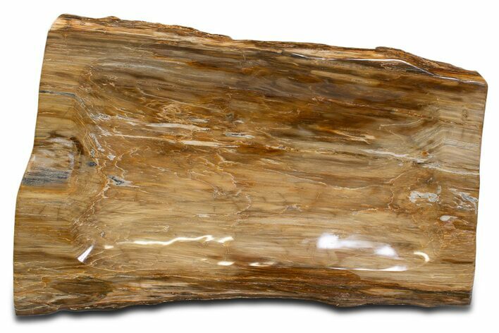 Polished Rip-Cut Petrified Wood Dish - Madagascar #339447